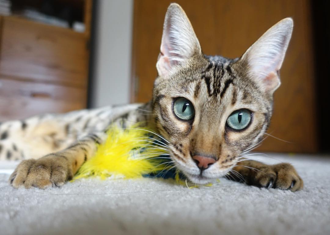 _国际城市赛:城市间的友谊与竞争_,城市之间国际总决赛