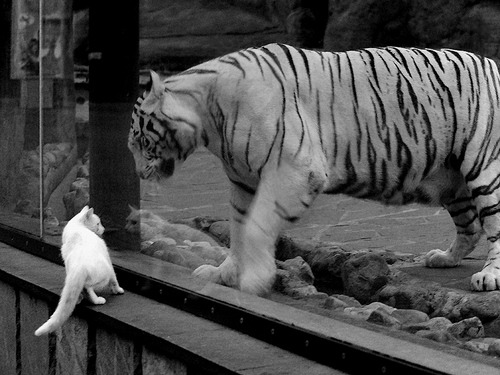 _历史名城巡展:沿着城市古迹进行系列比赛_,城市历史沿革什么意思