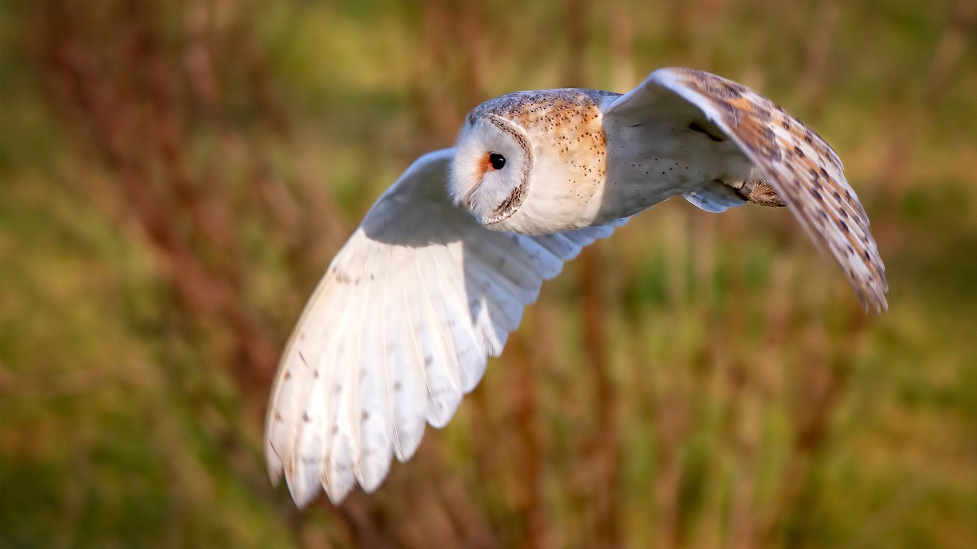 世界足球“梦之队”在欧冠的辉煌时刻，梦之队冠军x球员