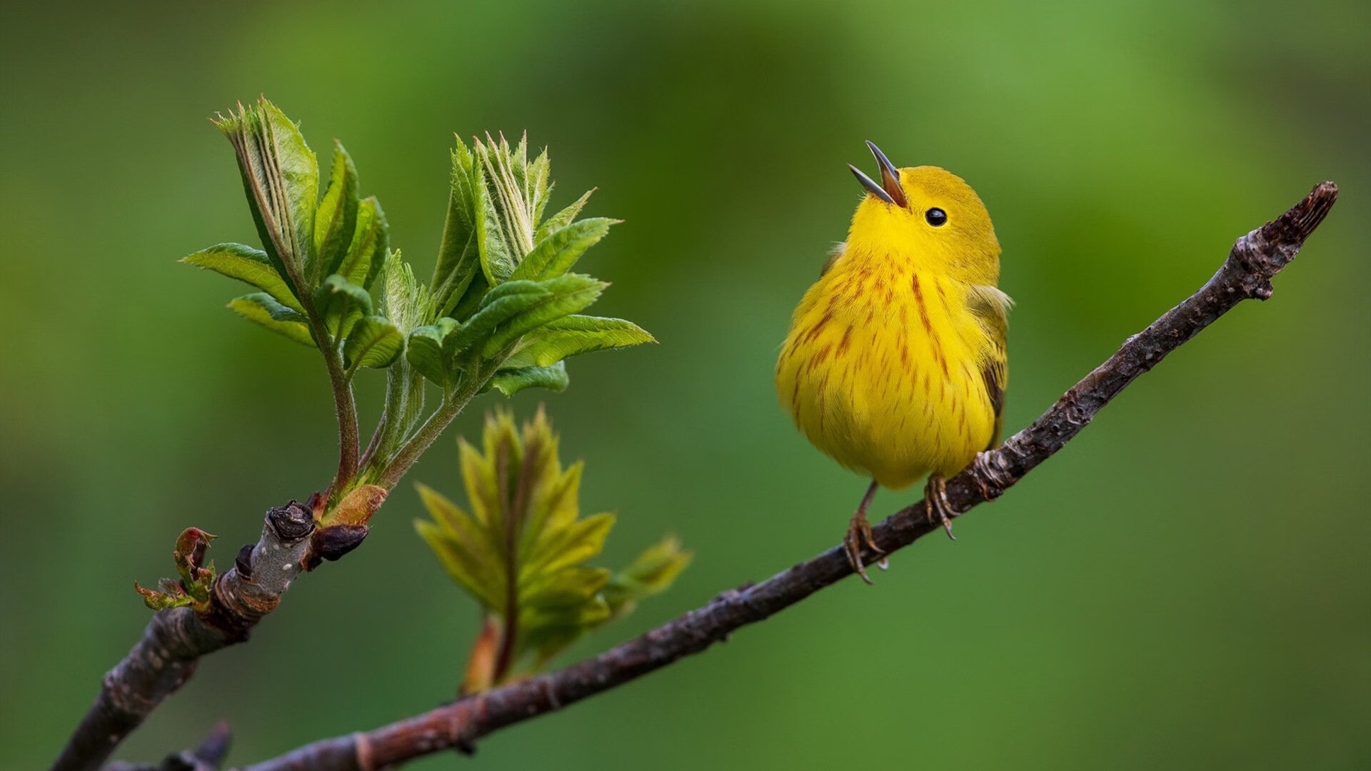 德国骑手弗洛尔·德·温内在2024年欧洲三项赛锦标赛中以“Thunder”马匹获得个人铜牌,表现出色。