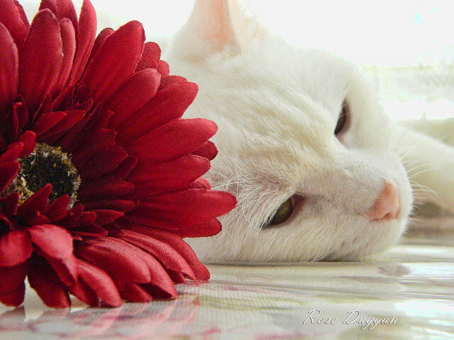 德甲：奥格斯堡1-0击败柏林赫塔，决定胜负的点球命中，奥格斯堡对赫塔