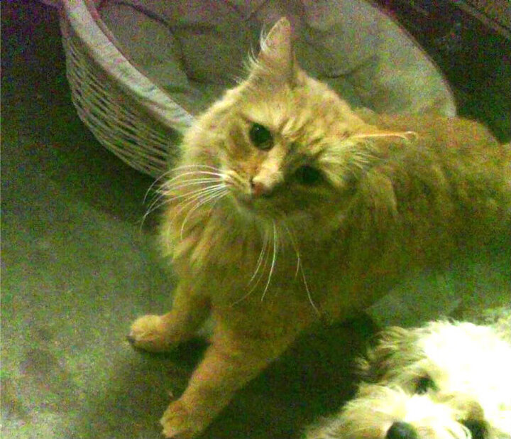 九游登录入口-未来联盟：科技和合作打造全球最大篮球舞台，未来篮校