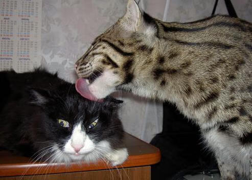 九游（jiuyou.com）游戏-梅州客家防守稳固，后防线成为球队亮点，梅州客家今天比赛