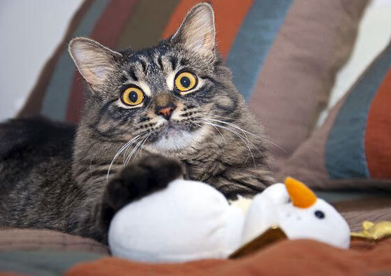 虚拟主播电竞争霸赛引发热潮，创新玩法备受关注，虚拟主播打游戏是真人在打吗