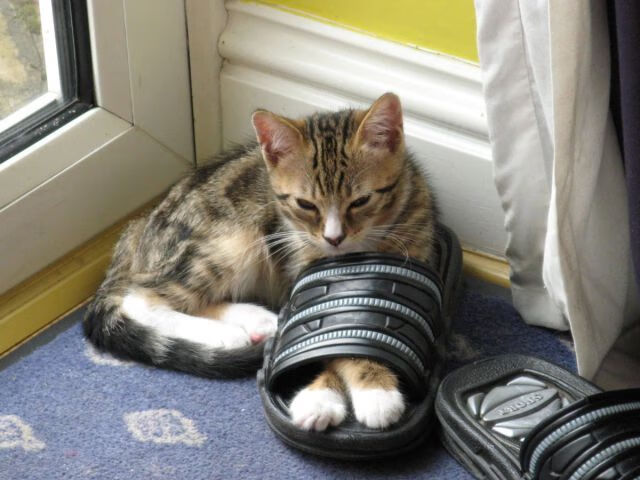 九游（jiuyou.com）游戏-费城76人“新英雄”恩比德，带领球队再创佳绩！，费城76人简介