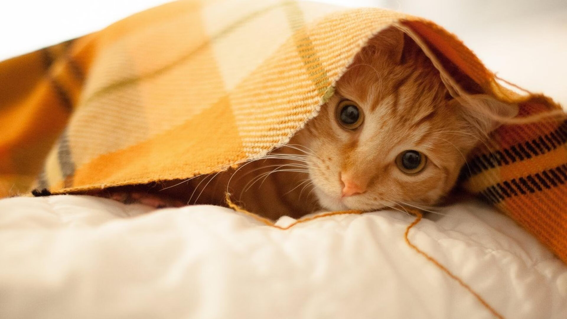 -赛场瞬间：球迷票选的年度最佳镜头，最佳球员投票