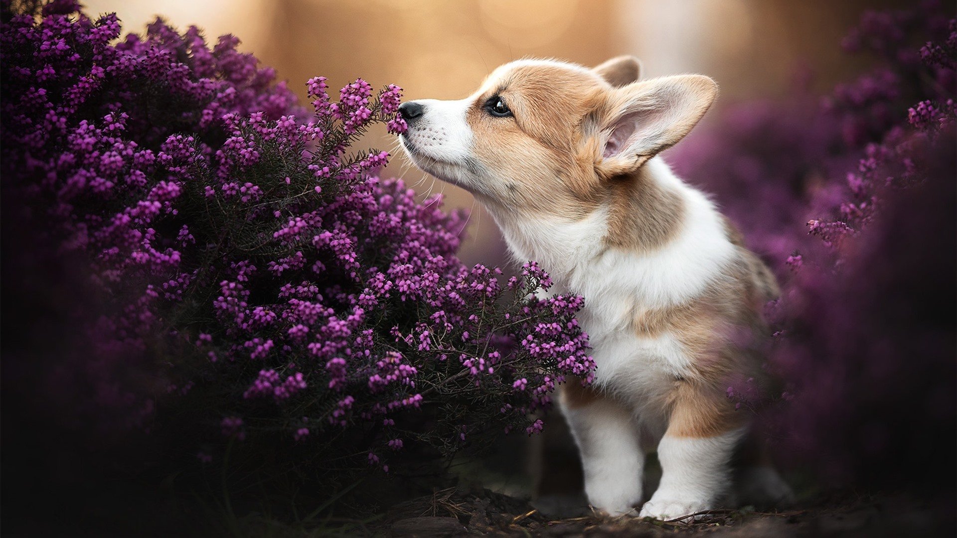 九游游戏中心-中国篮球运动文化创新路径探索，中国篮球运动文化创新路径探索论文