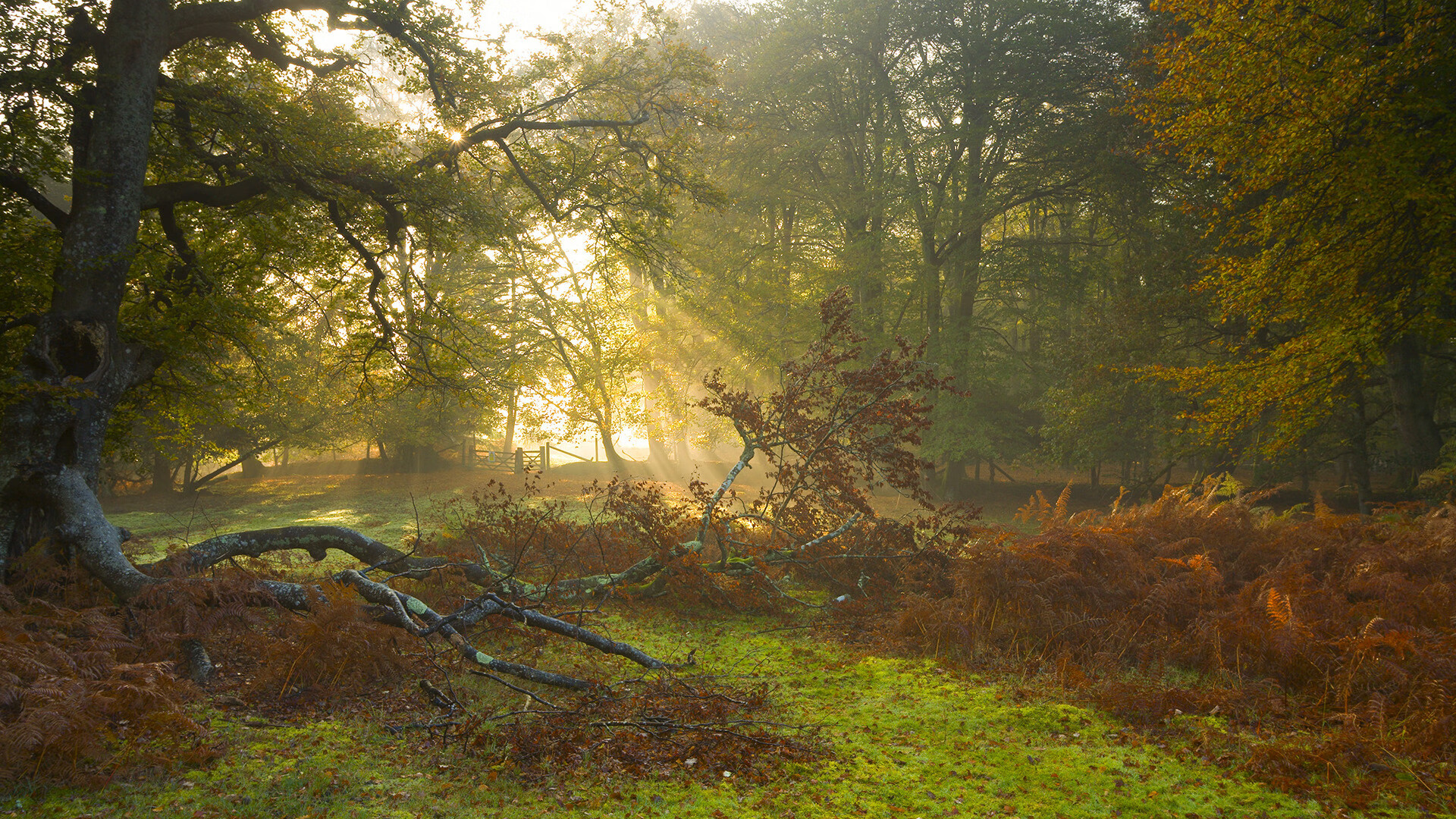 九游网页版官网-佛罗伦萨战胜切沃，联赛积分攀升一波三折排名提升，佛罗伦萨巅峰阵容有多强