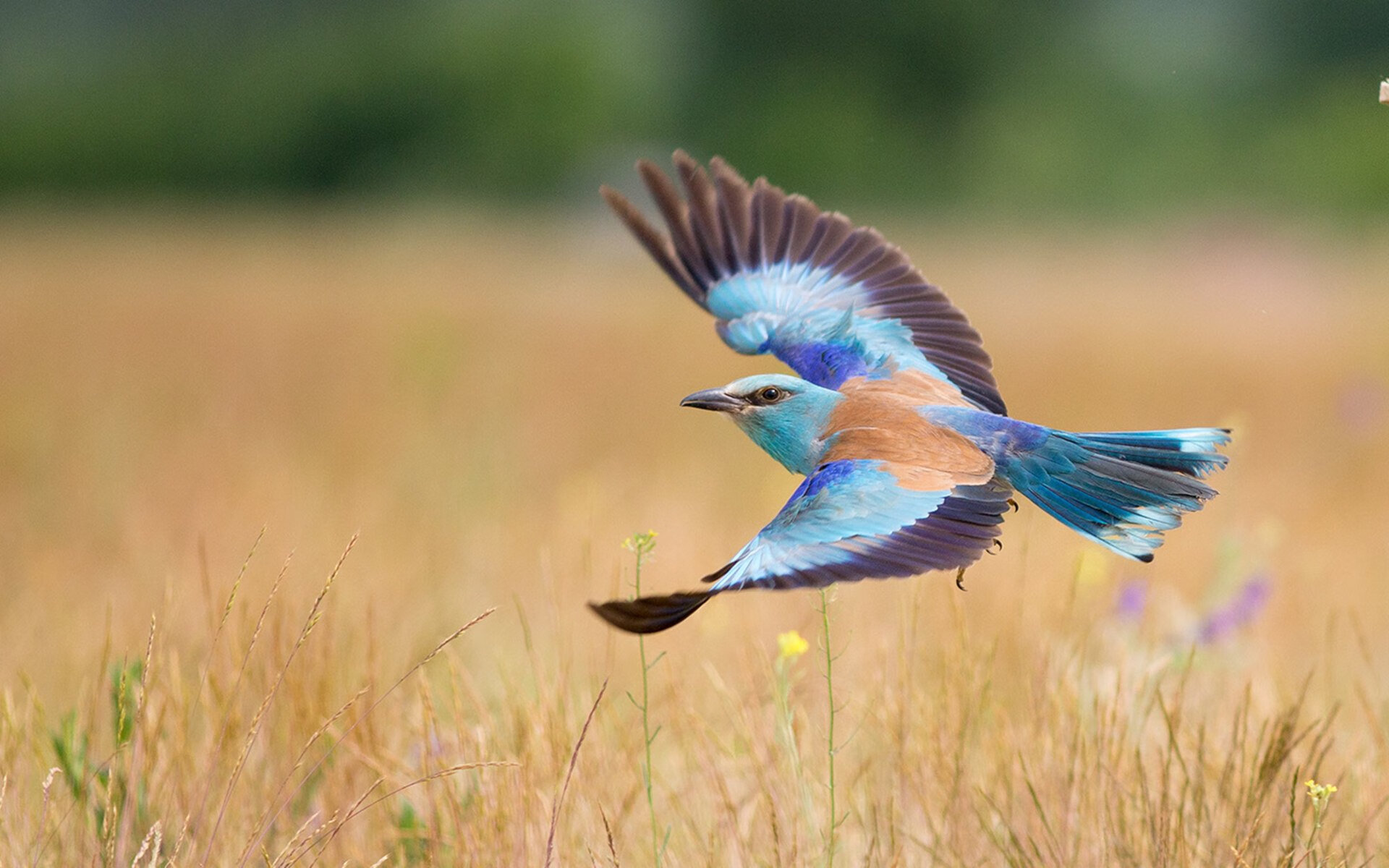 九游网页版官网入口-利物浦旧将接近签约多特蒙德，激烈角逐，利物浦和多特