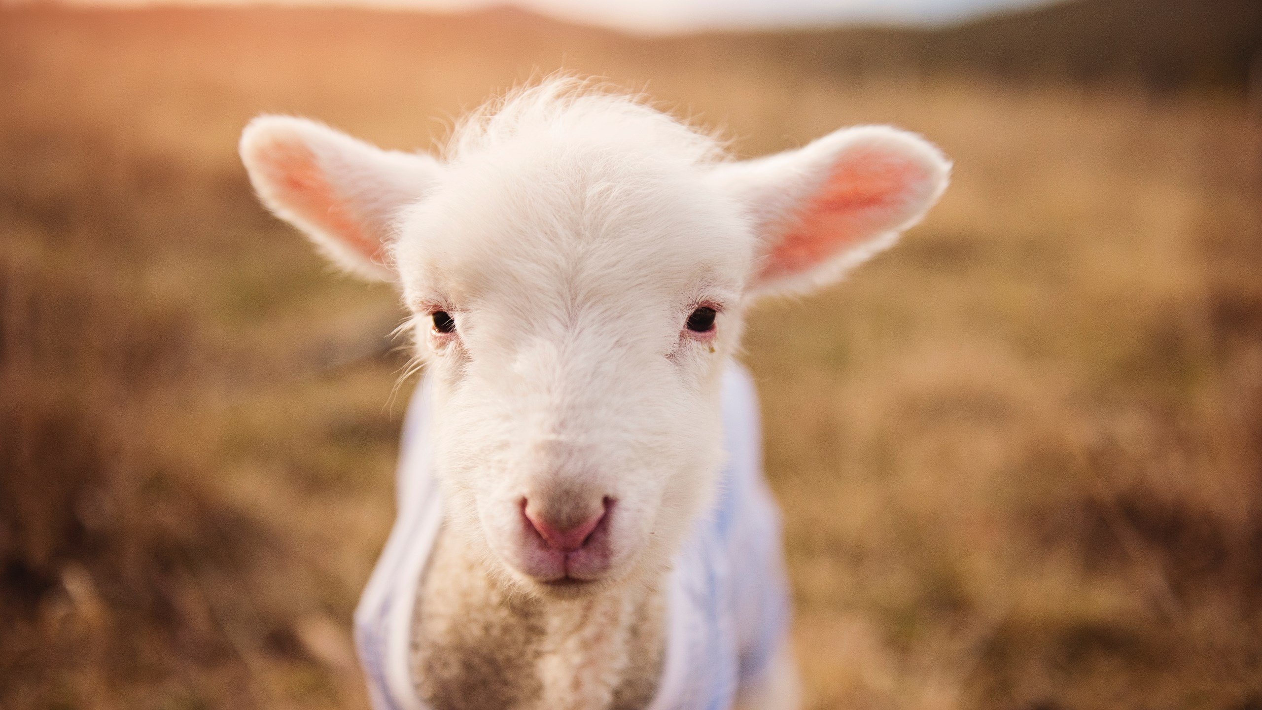 女足世界杯争议判罚引讨论,女足世界杯误判