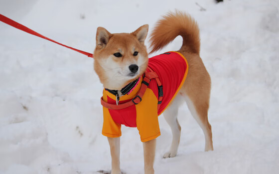 意大利在巴黎奥运会上获得10枚奖牌,创历史新高,意大利奖励奥运会金牌