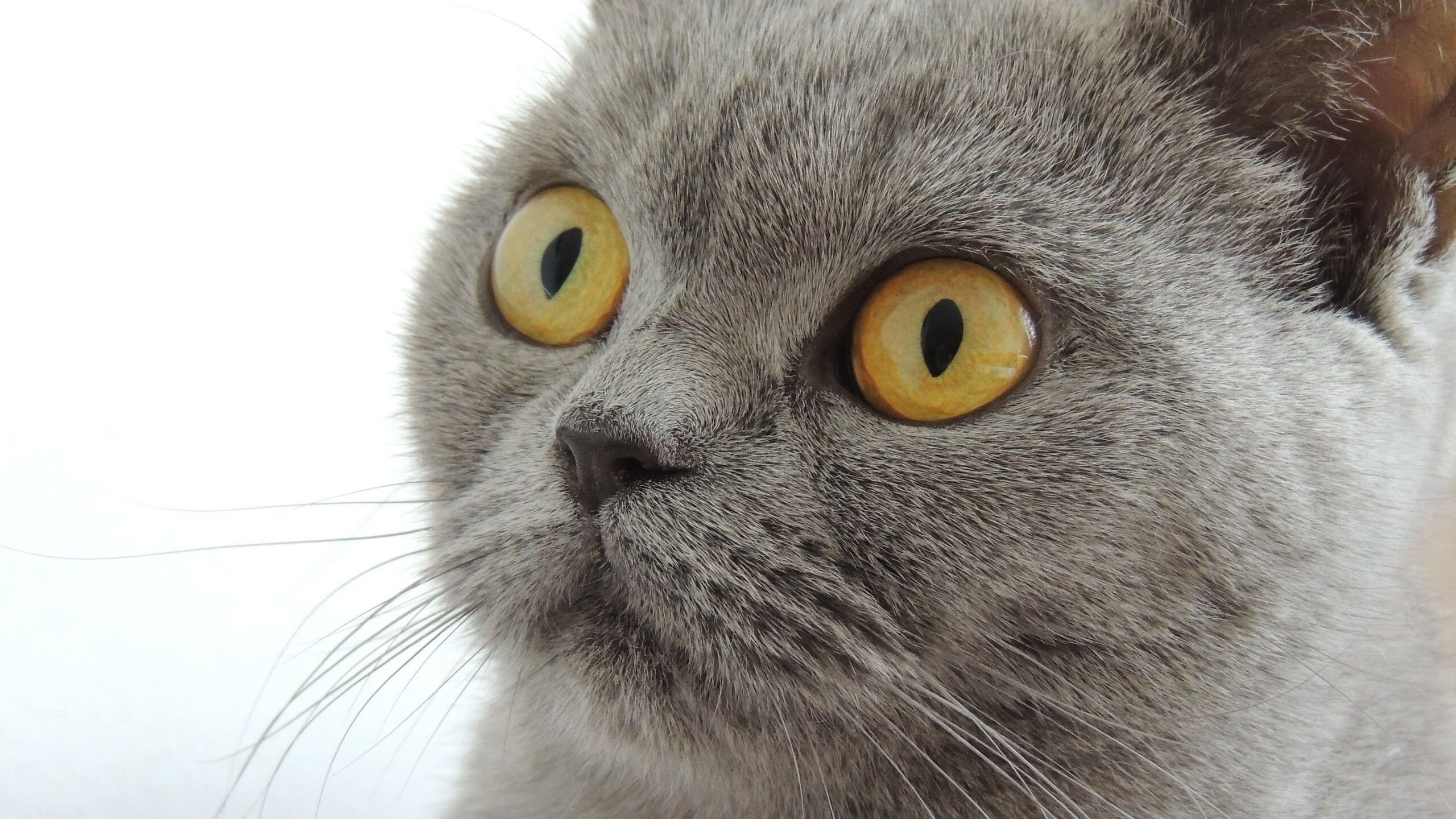 电竞直播内容审核标准制定及执行中的问题与对策,电竞主播要求