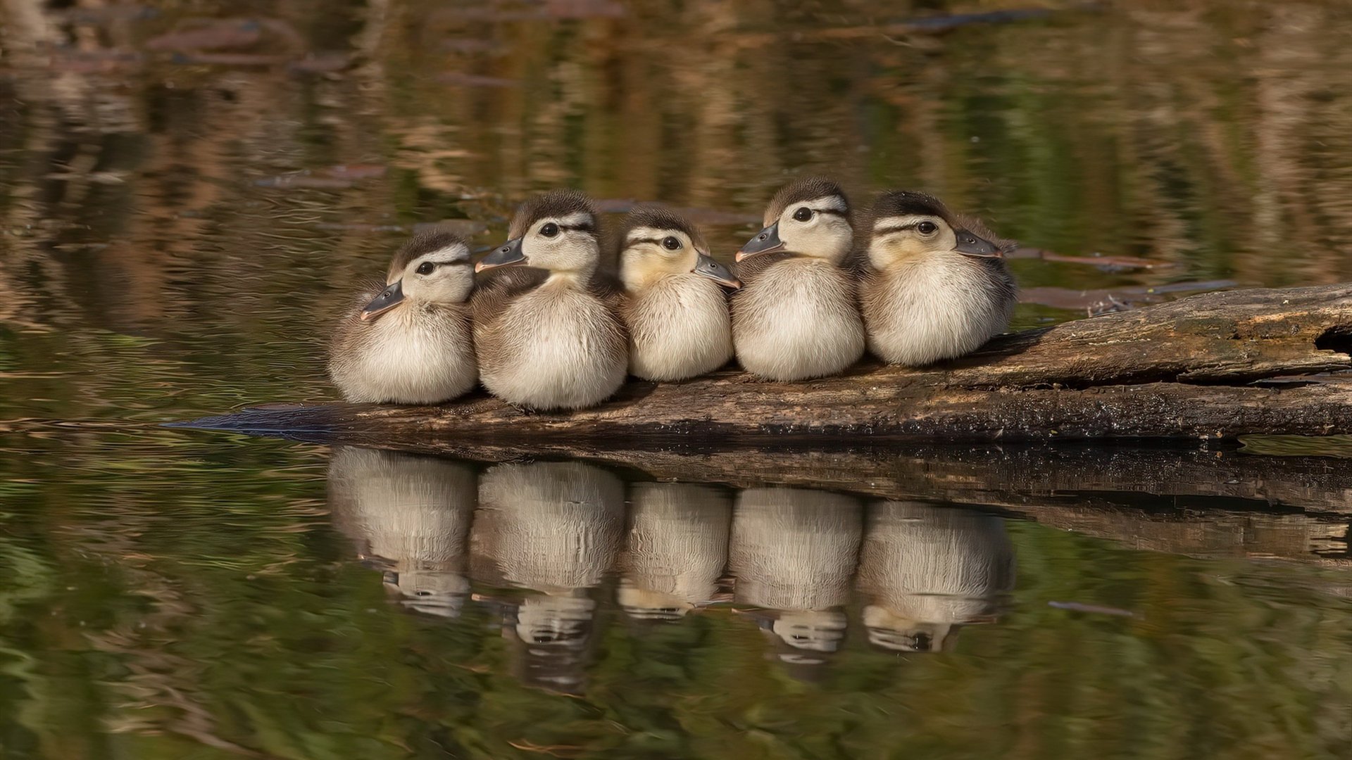 九游app官网下载-“台球：天府校区体育馆迎来世界顶级选手的精妙对决”