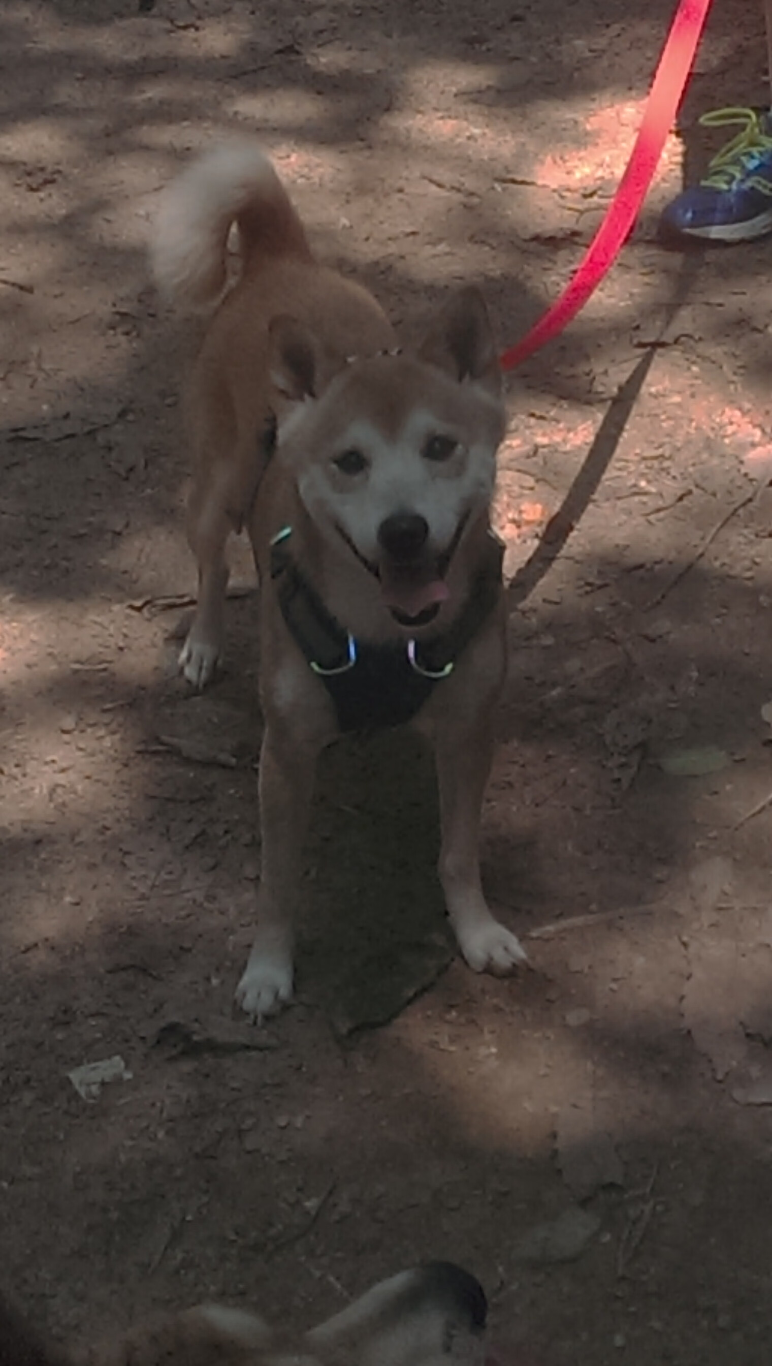 新一轮青训改革即将落地重点打造区域中心，青训概念