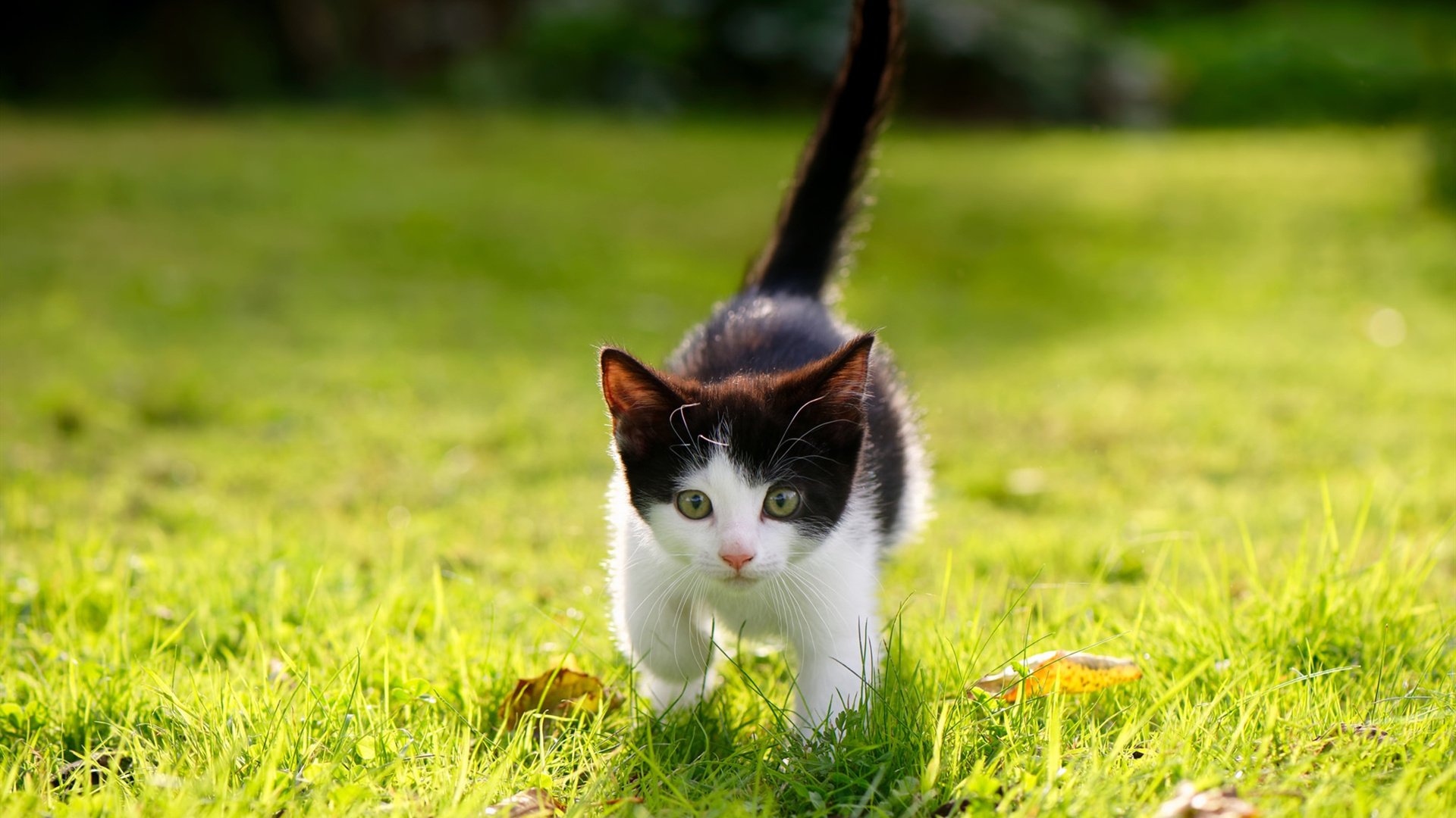 奇亚拉·佩拉卡尼与马泰奥·桑托罗跳板配合无懈可击