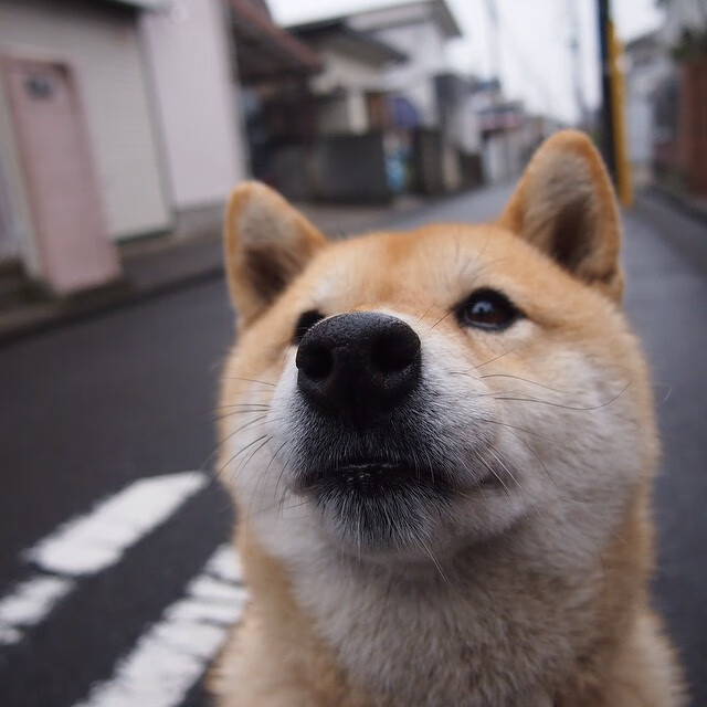 希腊女篮在欧洲锦标赛中惊艳亮相，争夺金牌势在必得，希腊u20女篮