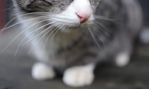 -数字足球战略合作项目落地，推动虚拟体育产业发展，数字化足球