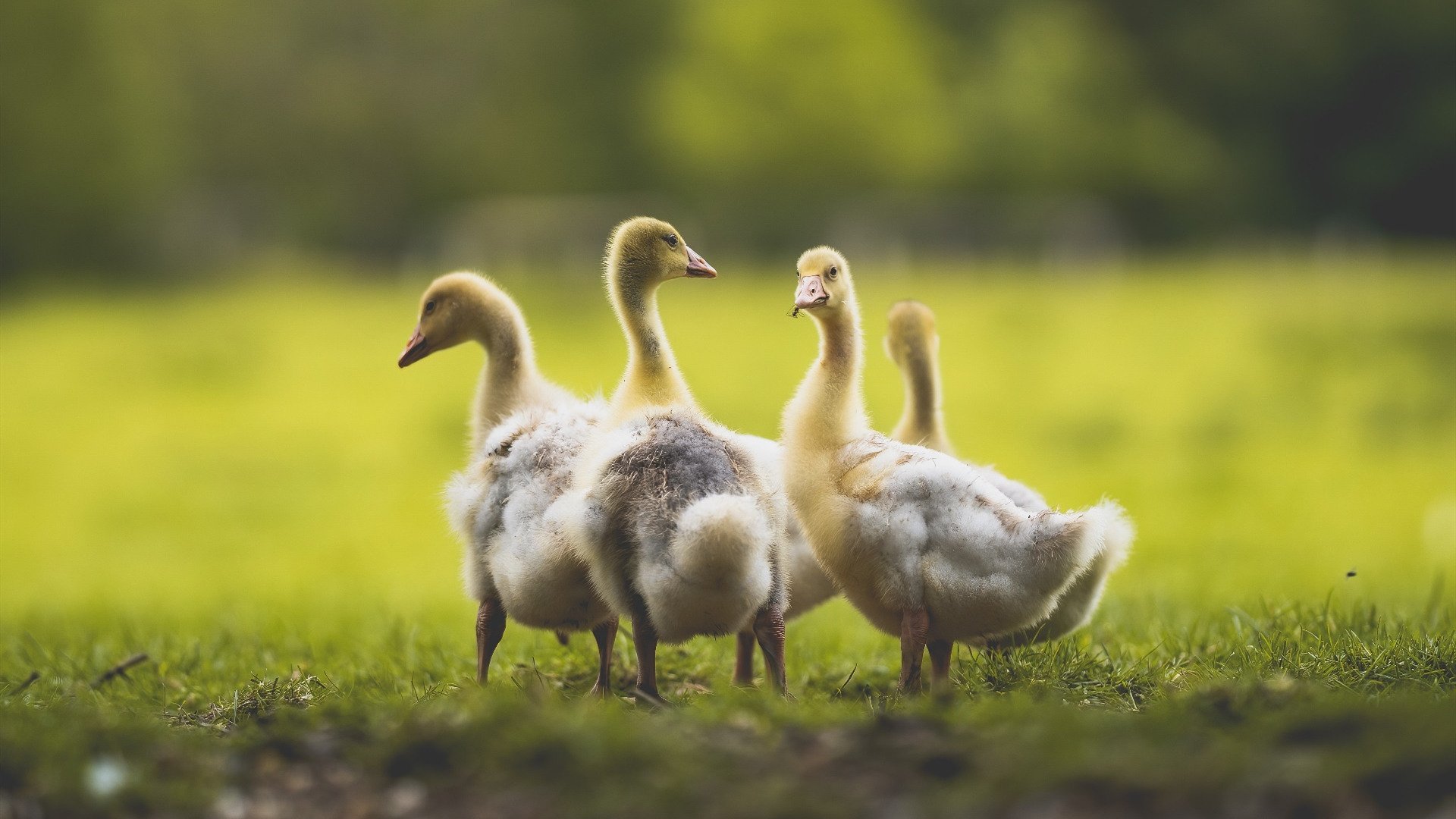 九游用户空间-欧洲女子篮联赛激烈进行，乌克兰和波兰抢夺冠军宝座，欧洲女子篮球锦标赛