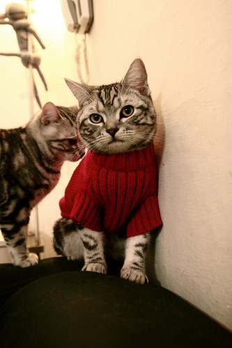 比利时男篮在欧洲预赛中奋勇直前,冲击奥运目标信心满满,比利时男篮国家队