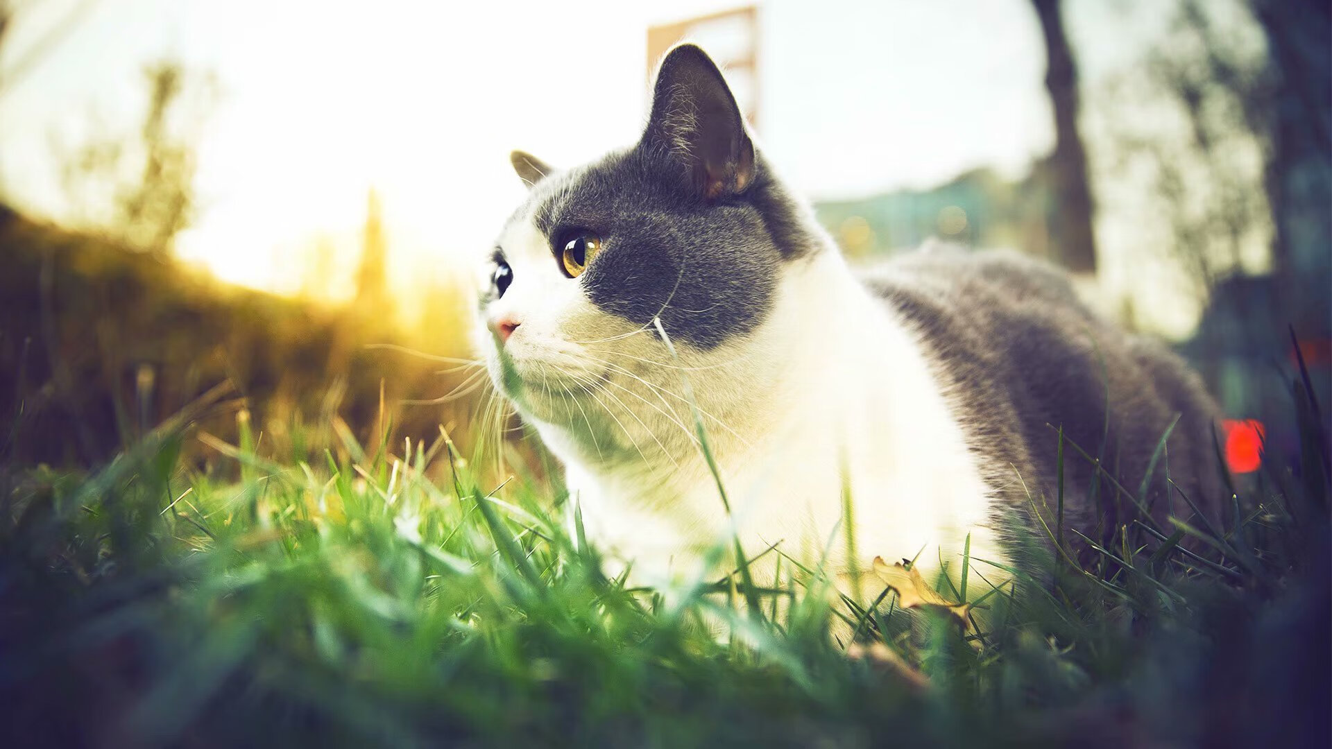 Jiu You-瑞士男队自由泳表现稳健，瑞士游泳