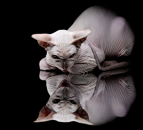 瑞士男队自由泳表现稳健,瑞士游泳