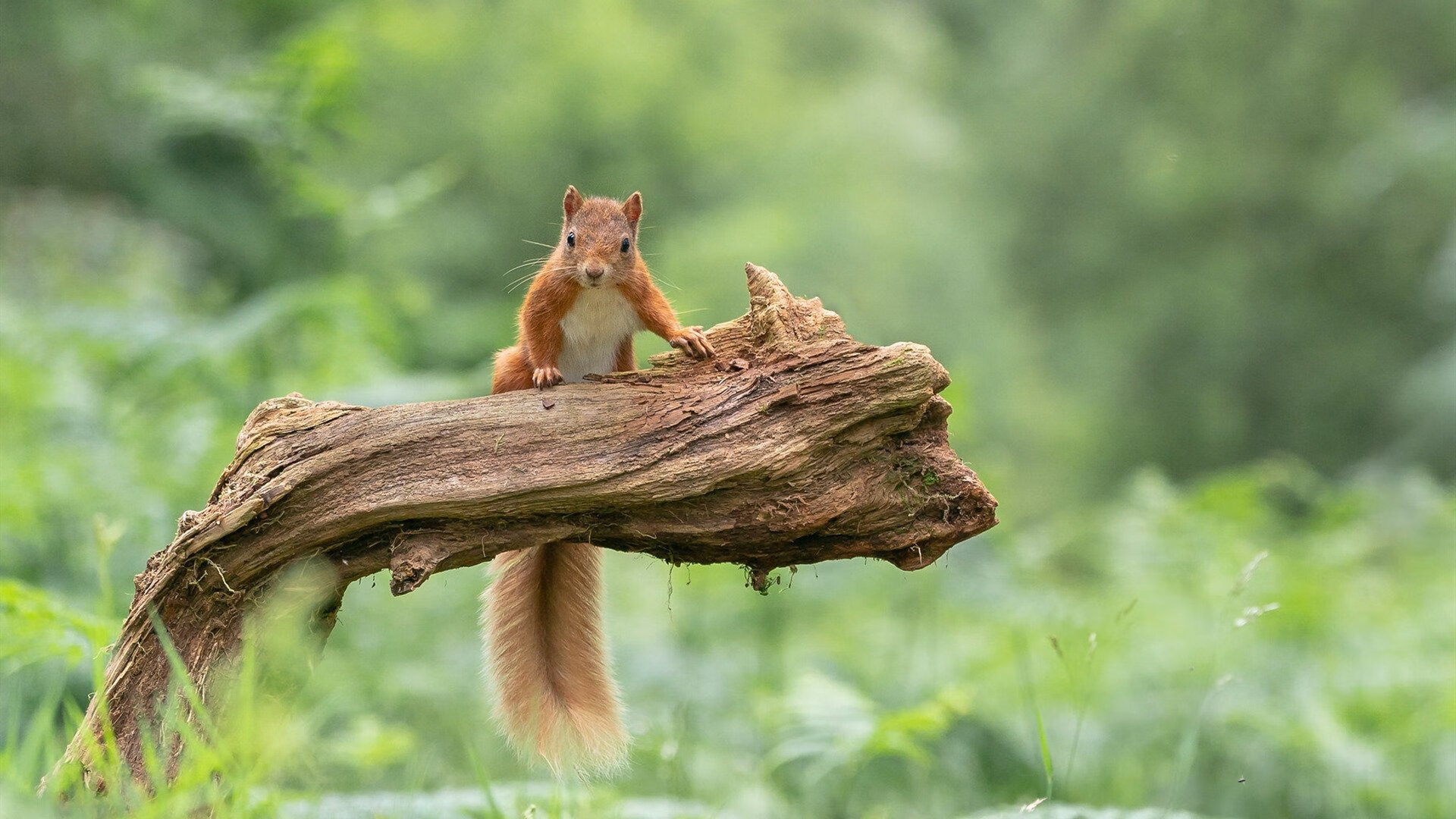 Jiu You-马克·阿特金森：南非队的“锋线爆破手”，一次次打破对方防线